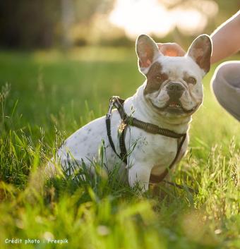 chiot berger
