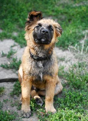 chiot berger