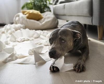chien jouant papier toilette