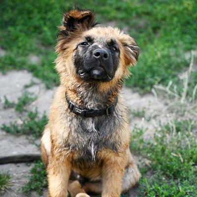 Accueil du chiot