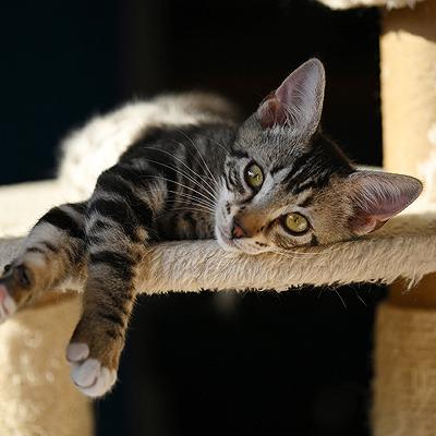 Aide a l adoption