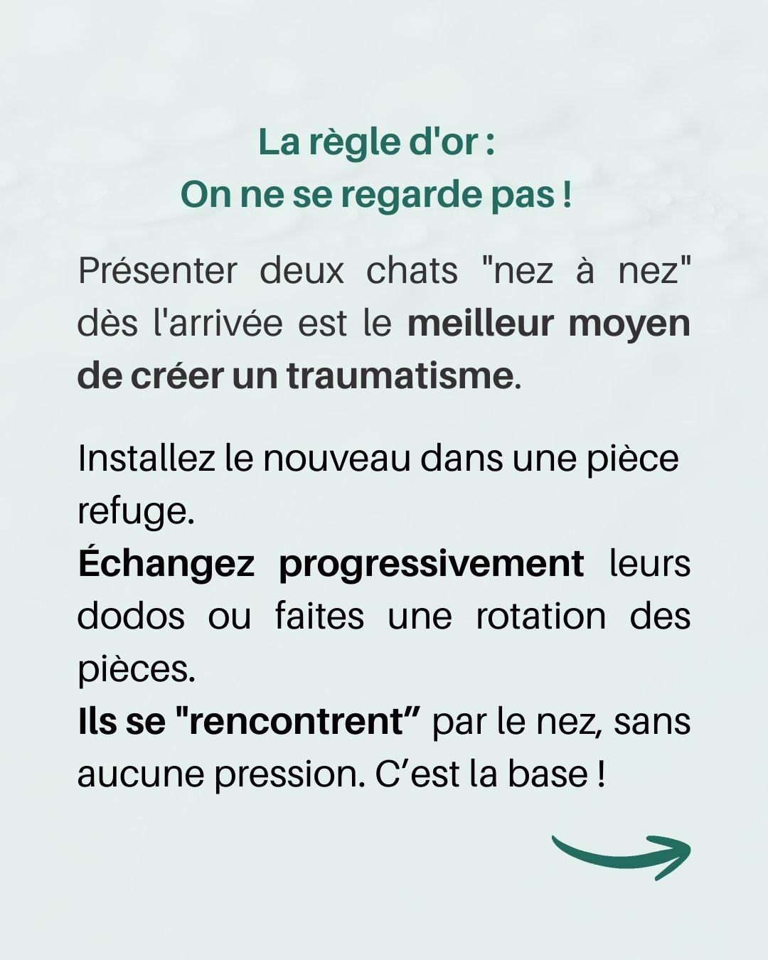 Arrivee 2e chat 2 