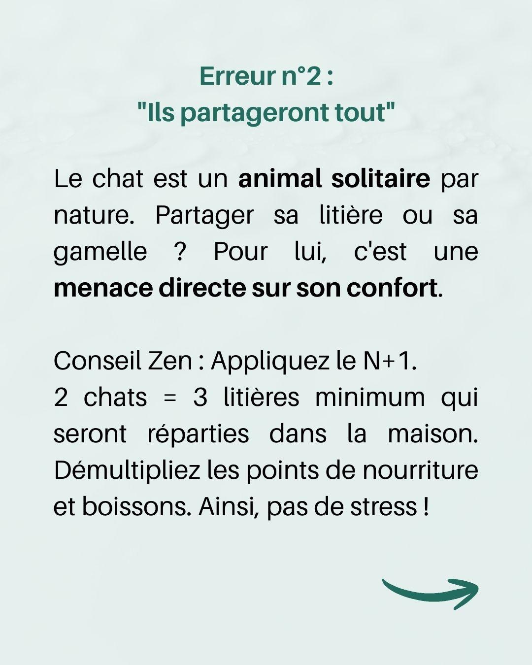 Arrivee 2e chat 4 