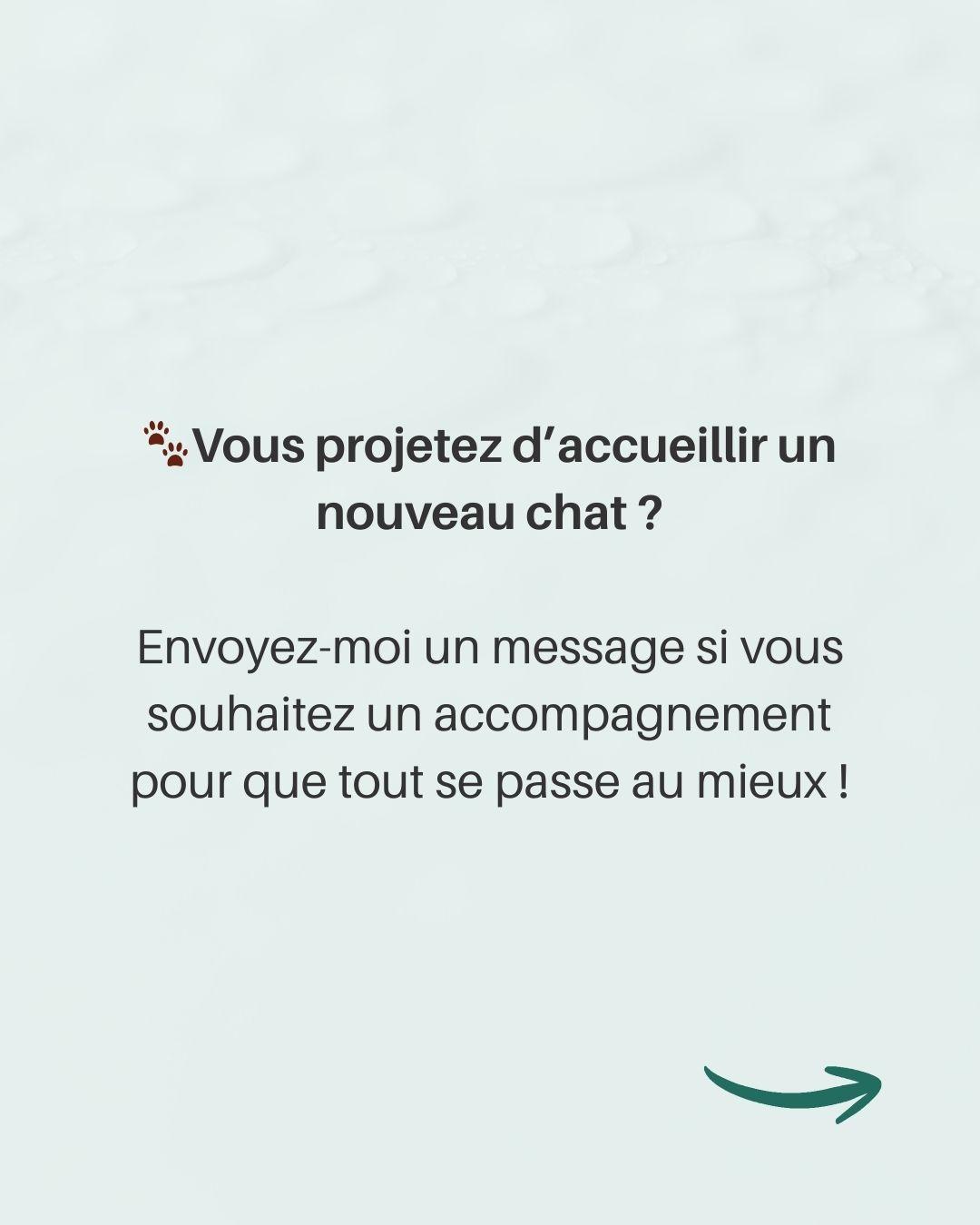 Arrivee 2e chat 7 
