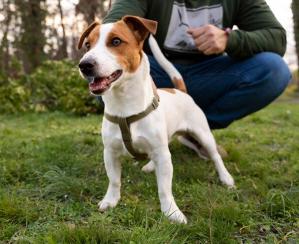 Balade chien en campagne