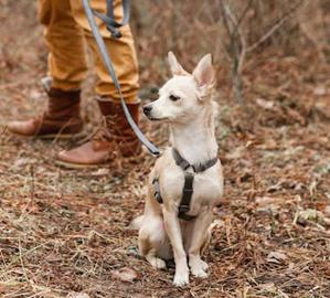 Balade chien en forêt