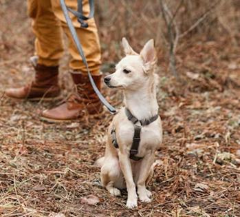 Balade chien en forêt