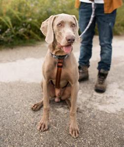 Balade grand chien