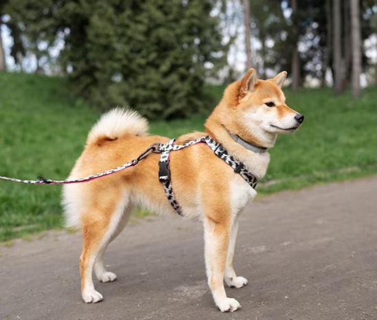 Balade de chien
