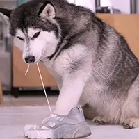 Bilan comportemental chien