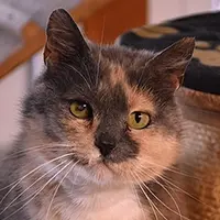 Bilan comportemental