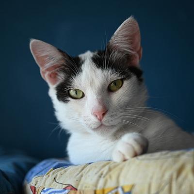 Catsitting