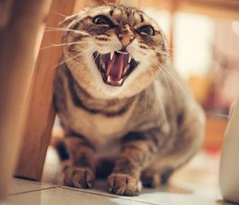 Le syndrome du tigre, mythe ou réalité ?