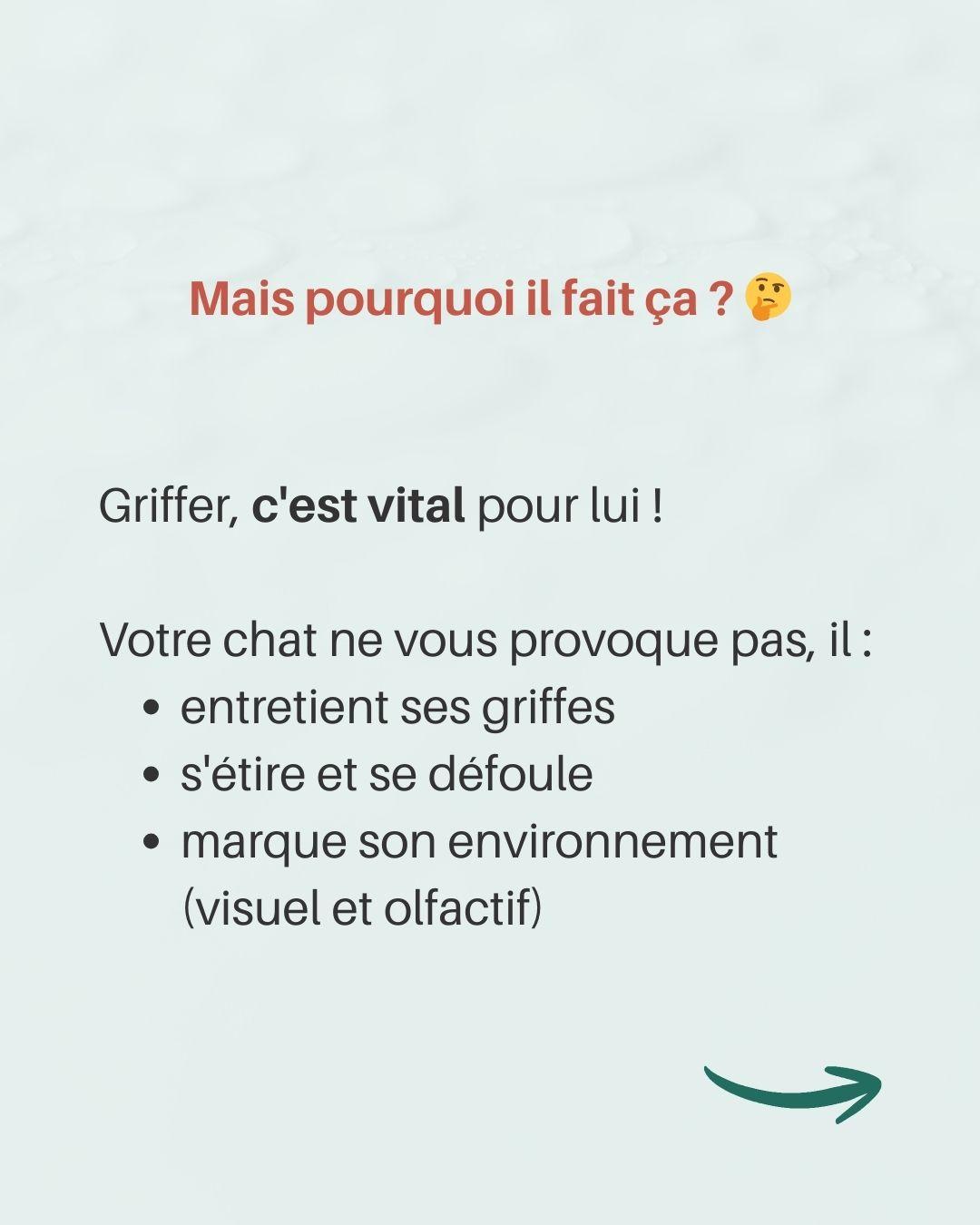 Chat griffe meubles 2 