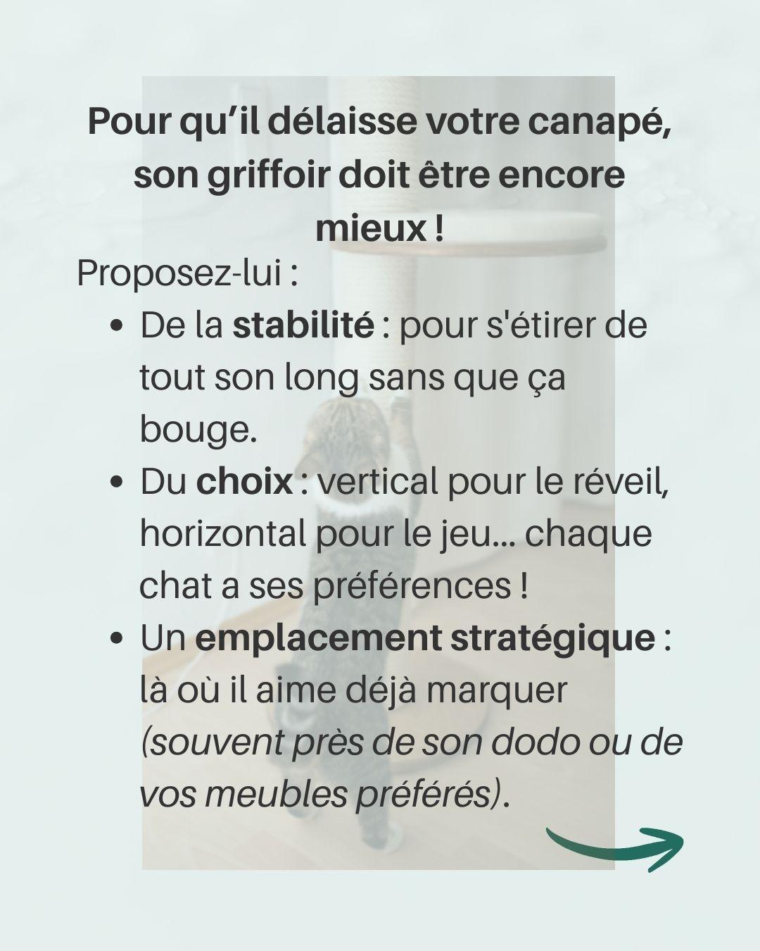 Chat griffe meubles 4 