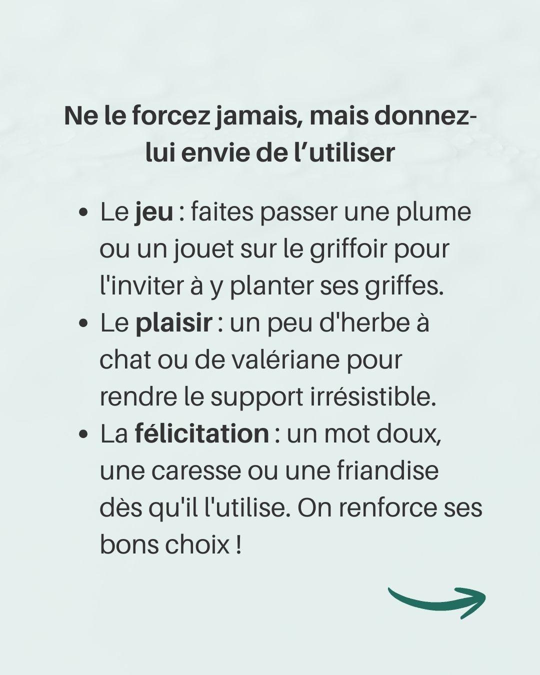 Chat griffe meubles 5 