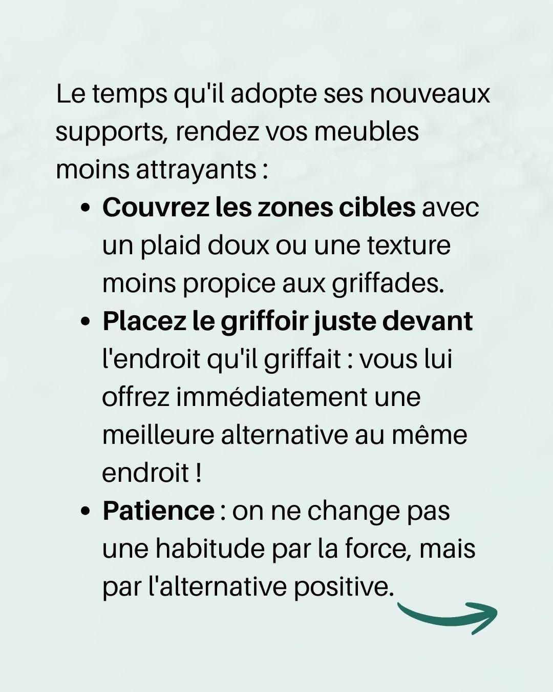 Chat griffe meubles 6 