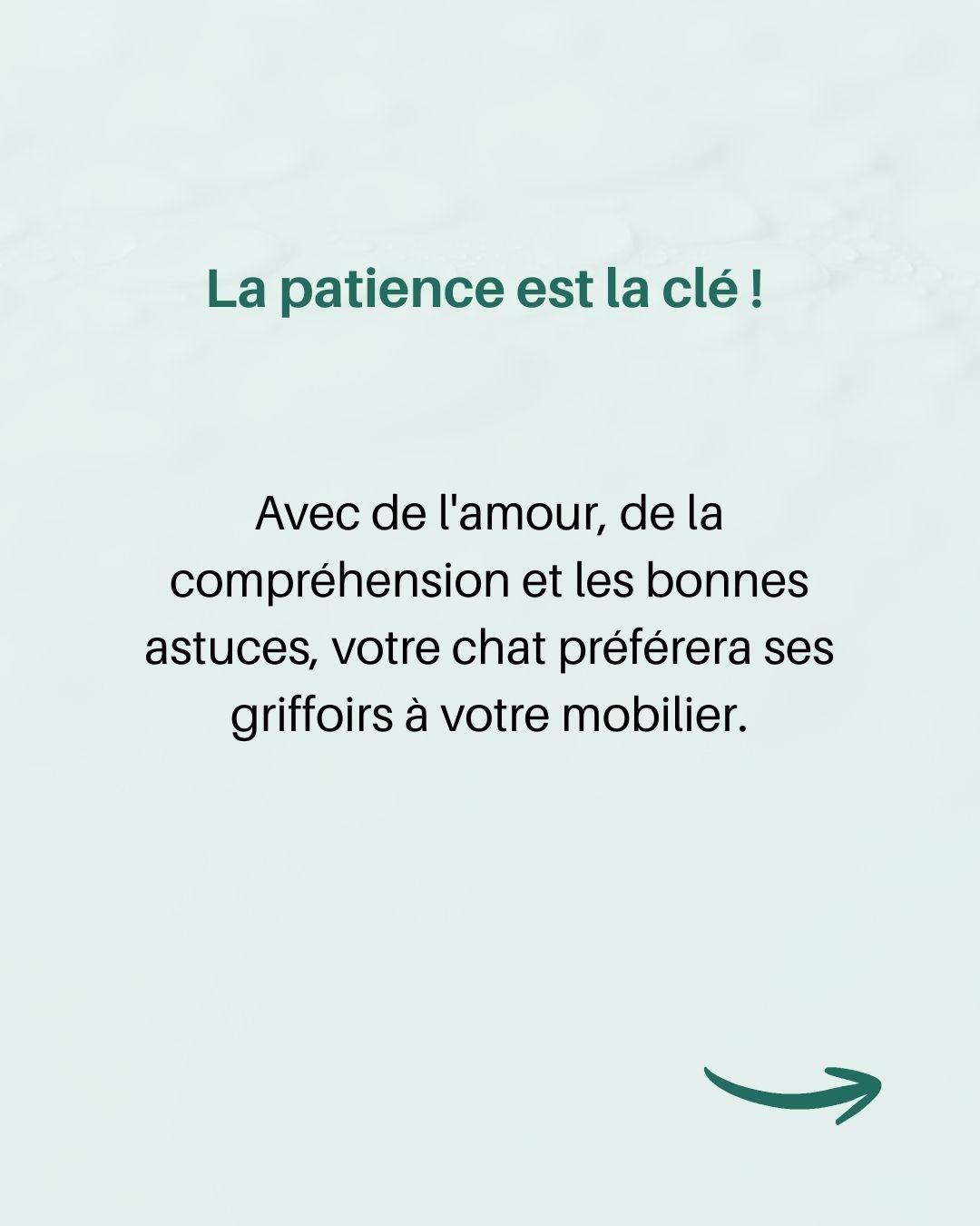 Chat griffe meubles 7 