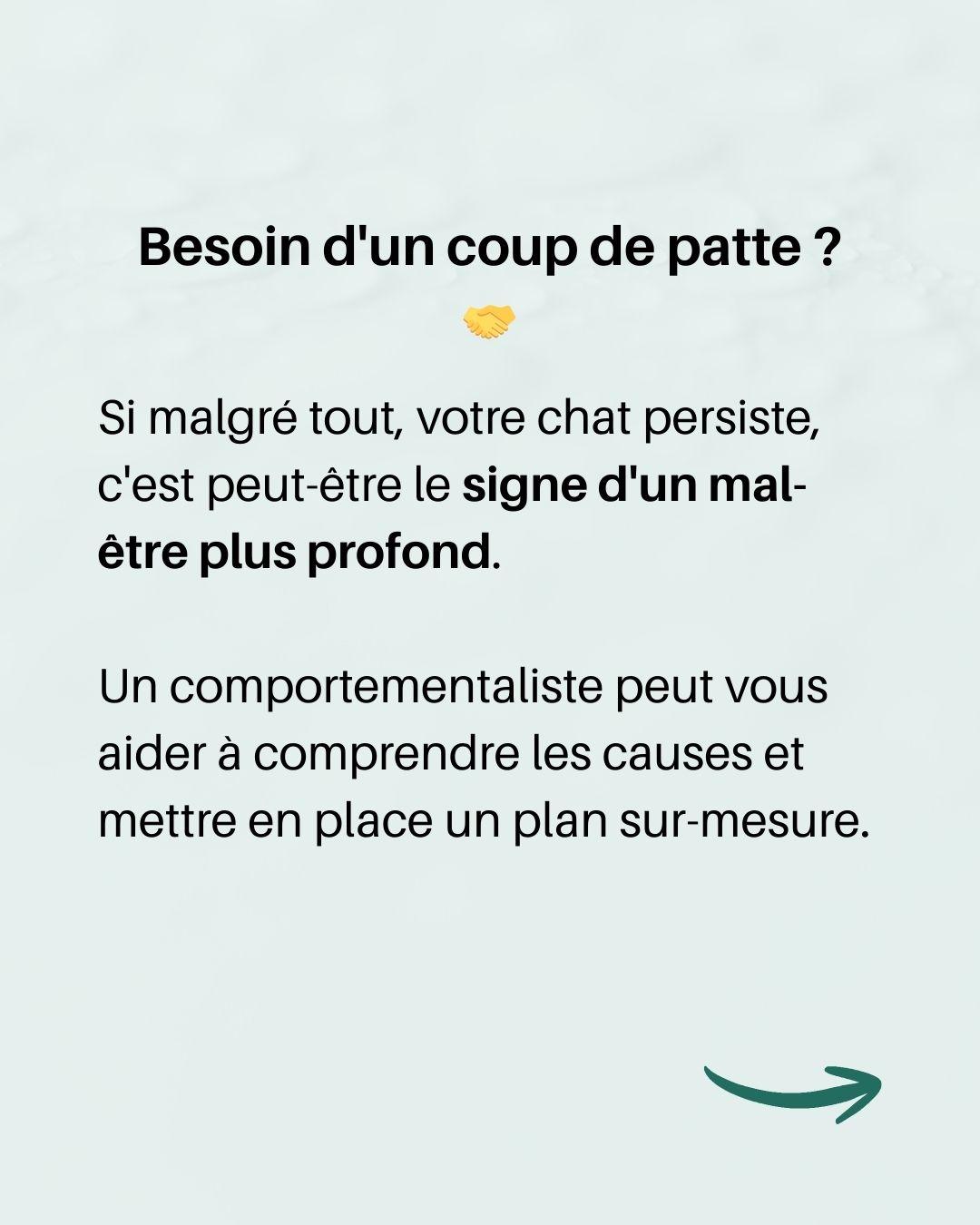 Chat griffe meubles 8 