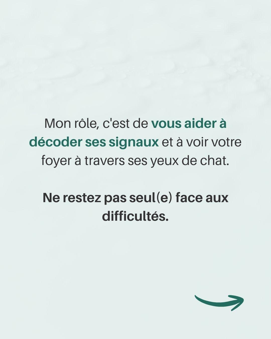 Chat griffe meubles 9 