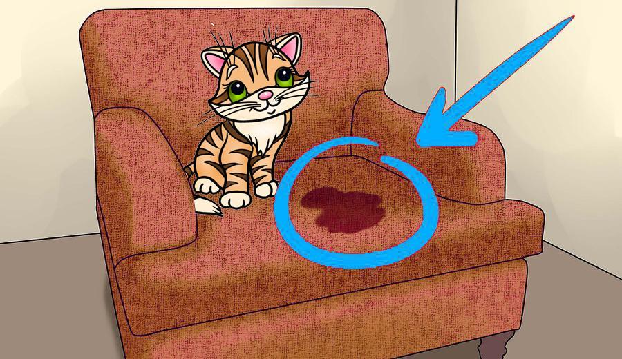 Pipis cacas hors litière