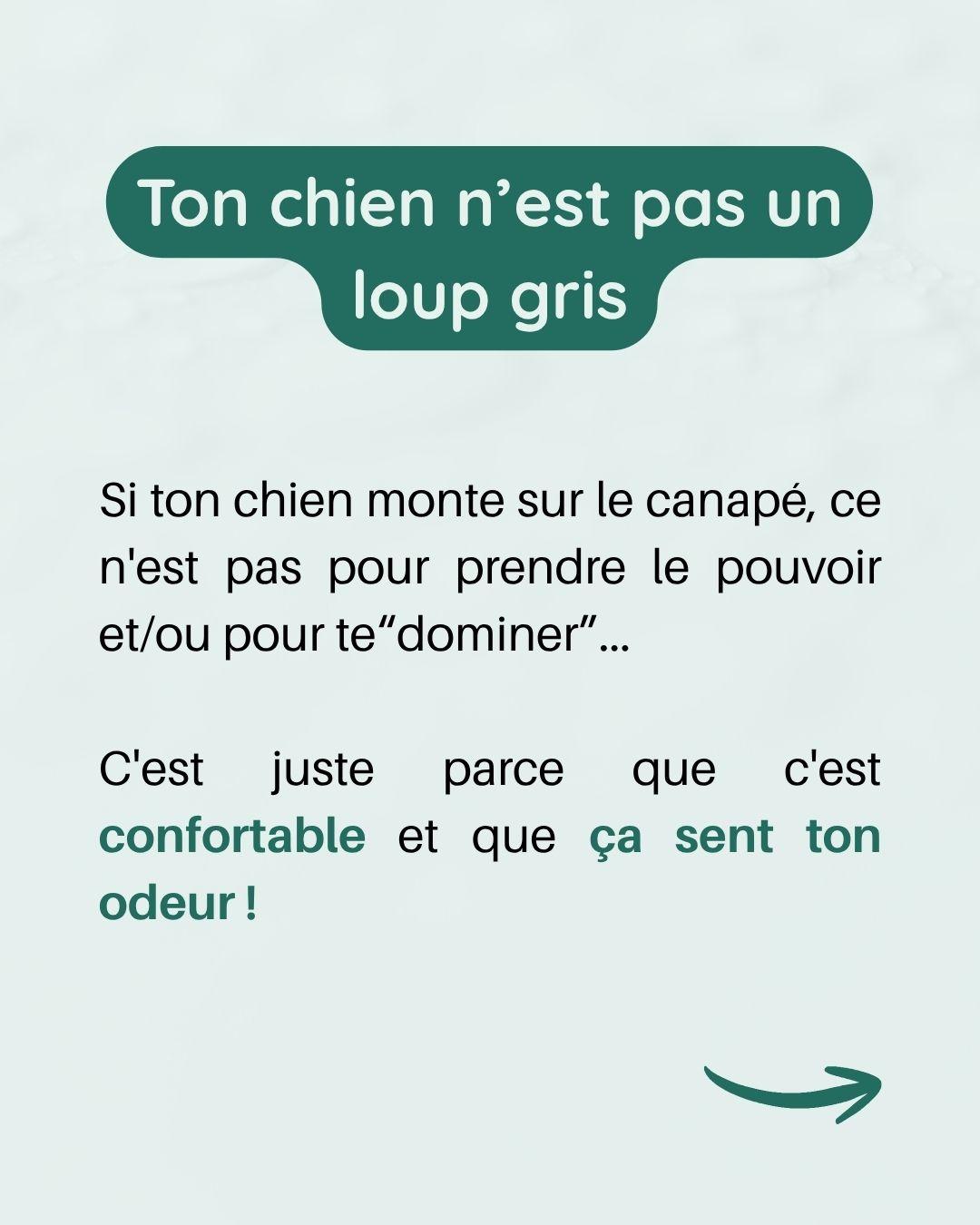 Chien alpha nexiste pas 4 