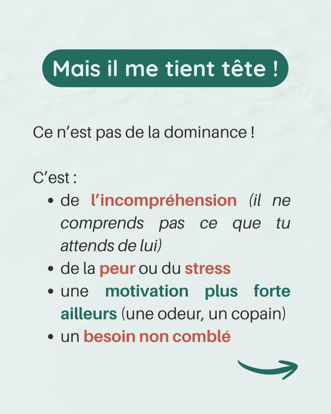 Chien alpha nexiste pas 5 
