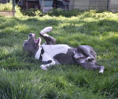 Loco, chien de refuge