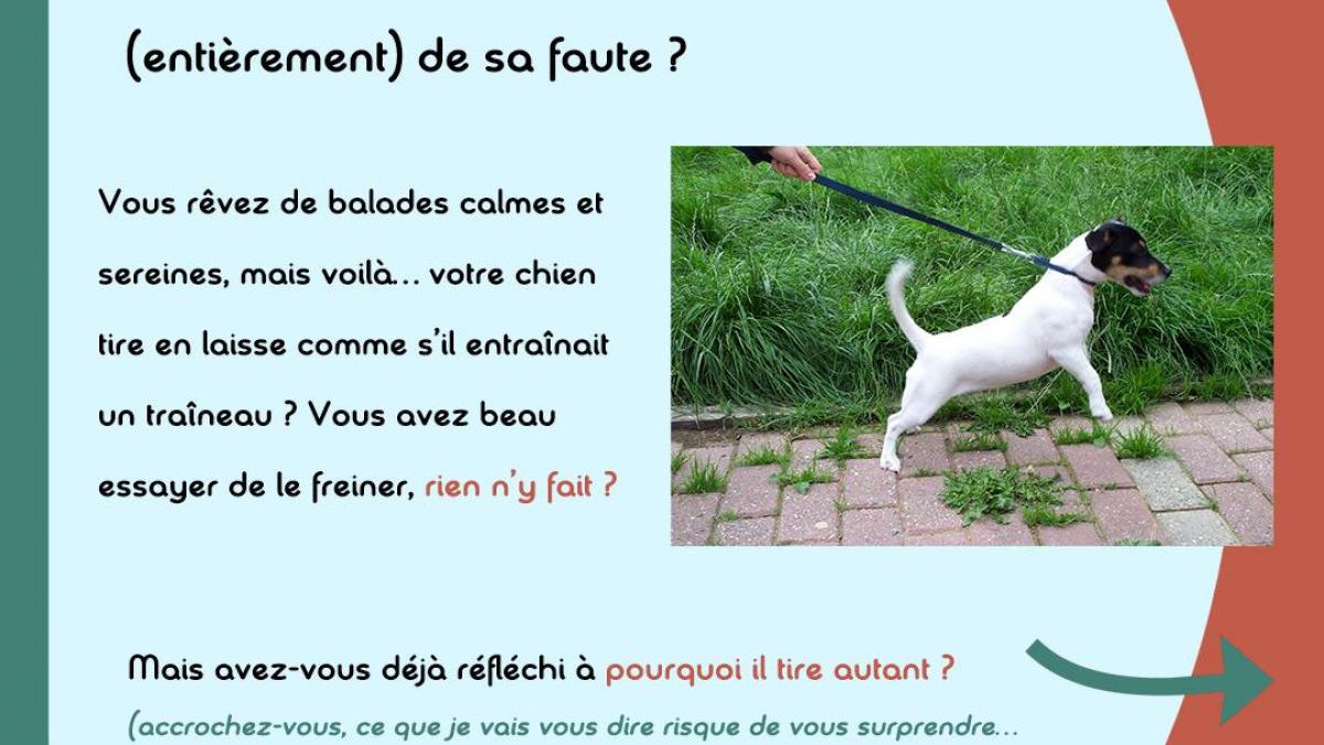 Chien qui tire en laisse