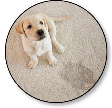 Chiot fait pipi betises absence maison