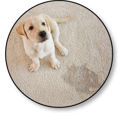 Apprentissage de la propreté du chiot