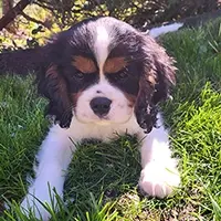 Éducation chiots - Cours collectifs