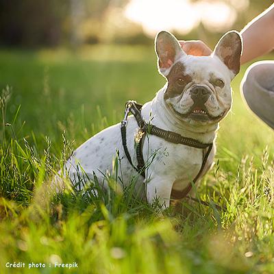 Education canine individuelle