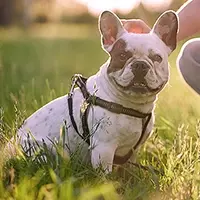 Éducation canine - Cours individuels