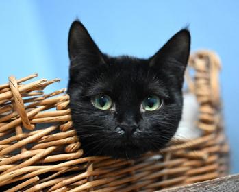 Catsitting chat dans panier