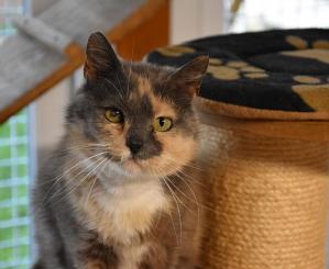 Keetee chat craintif