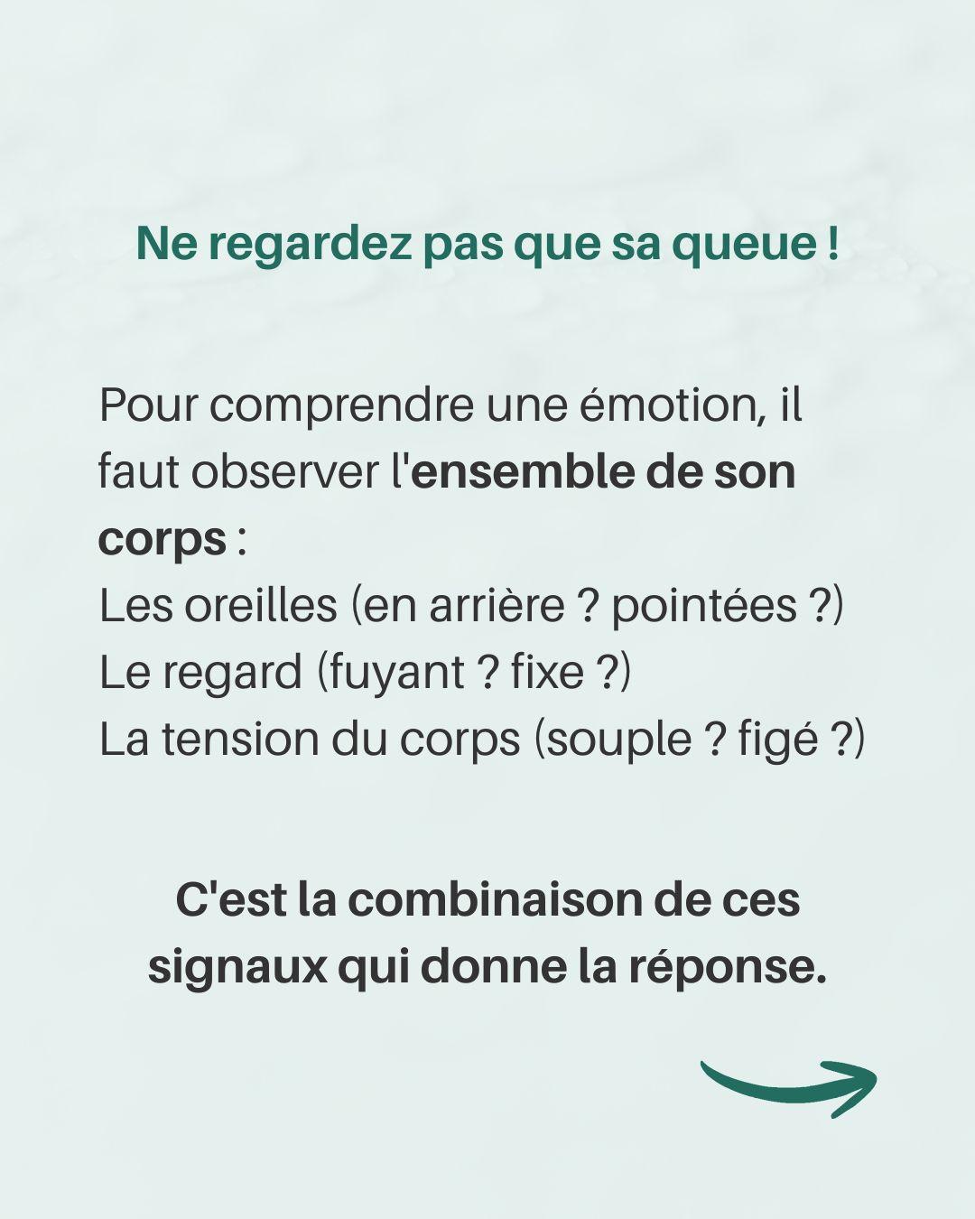 Langage queue chien 3 