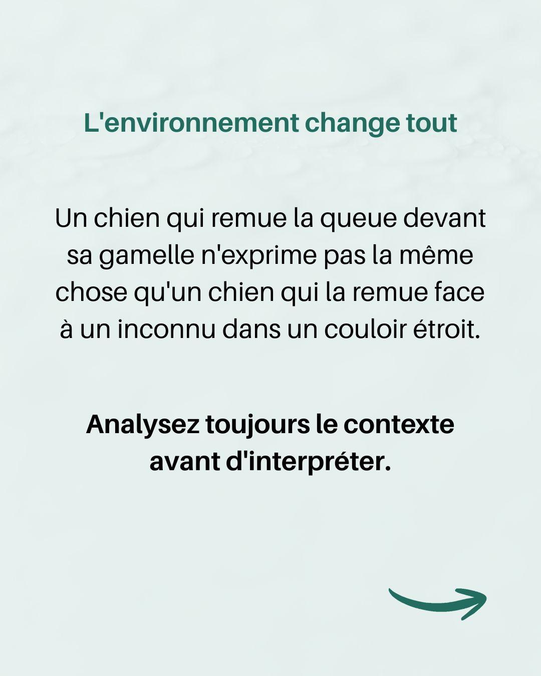 Langage queue chien 4 