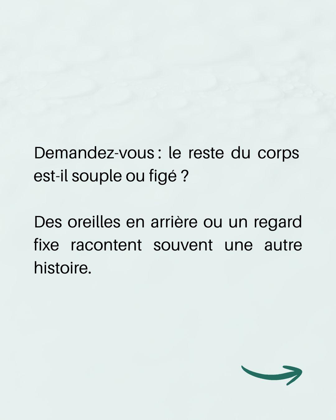 Langage queue chien 5 