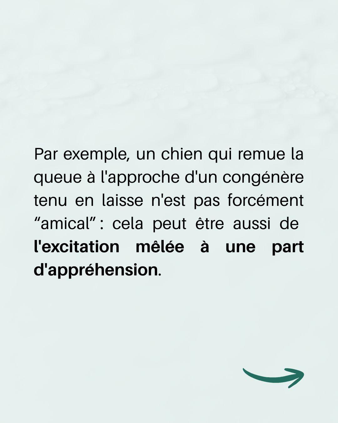 Langage queue chien 6 
