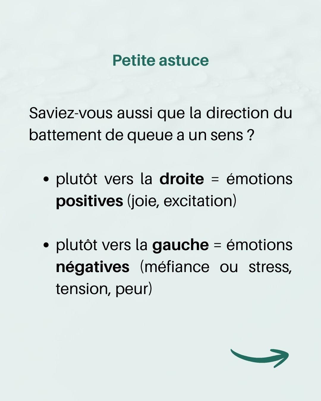 Langage queue chien 7 