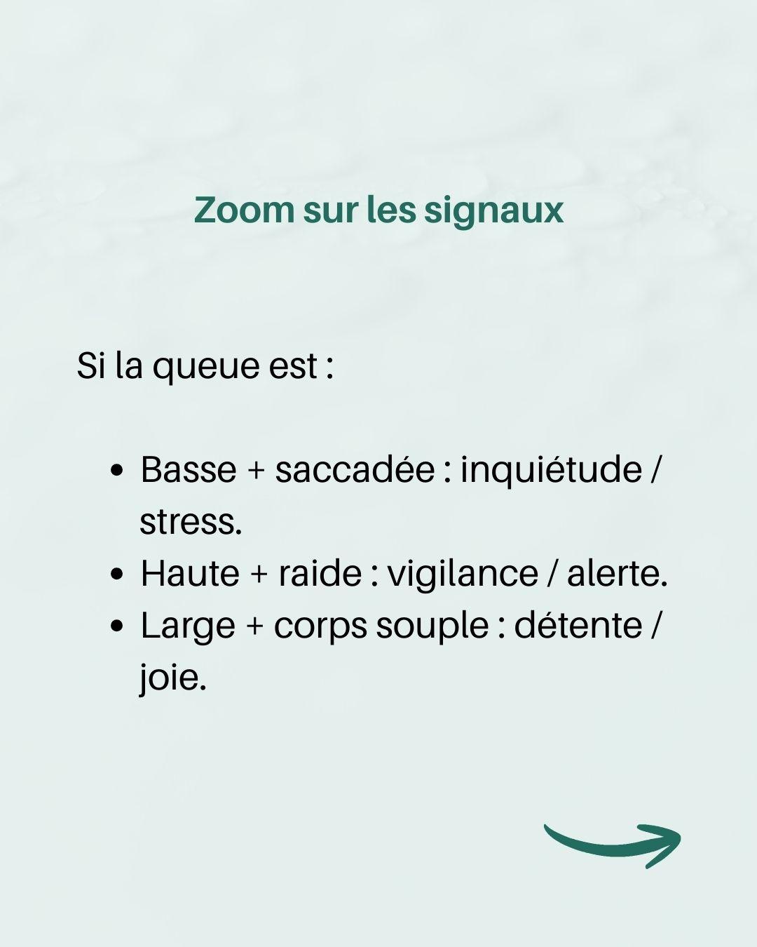 Langage queue chien 8 