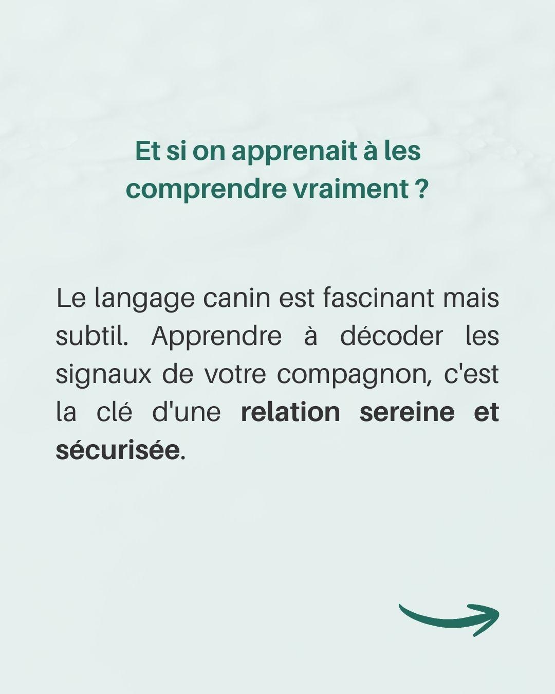 Langage queue chien 9 