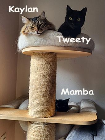 Mes 3 chats