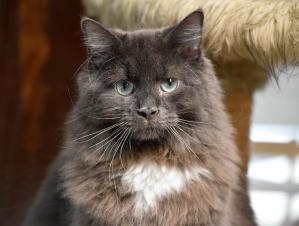 Mystyk, pipis hors litière