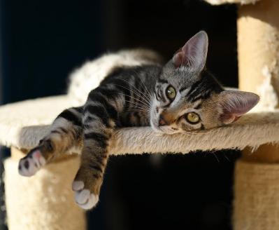 Chat joueur et câlin