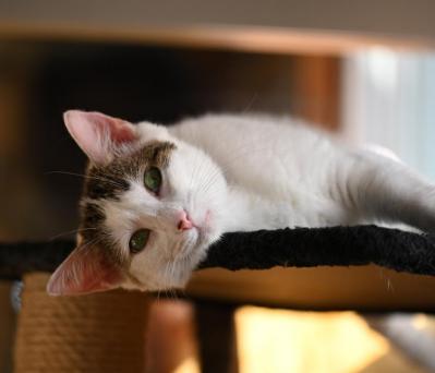 Randy, minette détendue