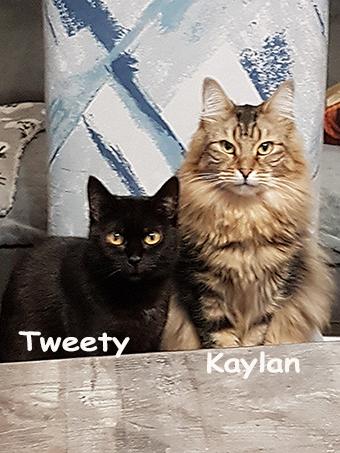 Tweety et kaylan