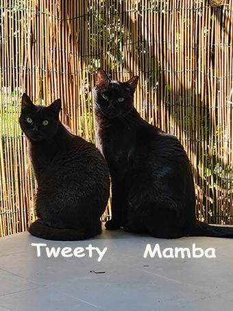 Tweety et mamba